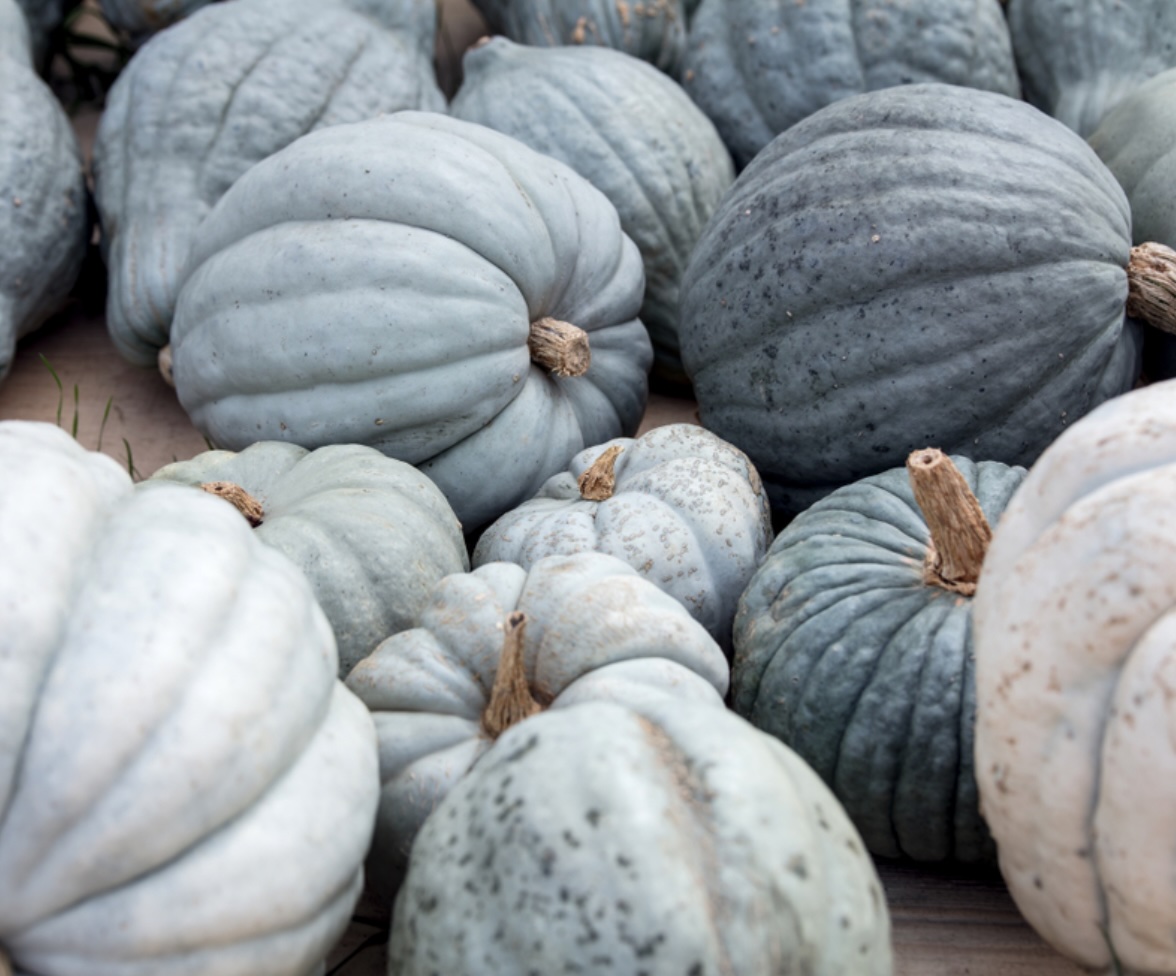 Courge Bleue De Hongrie Pièce Bio